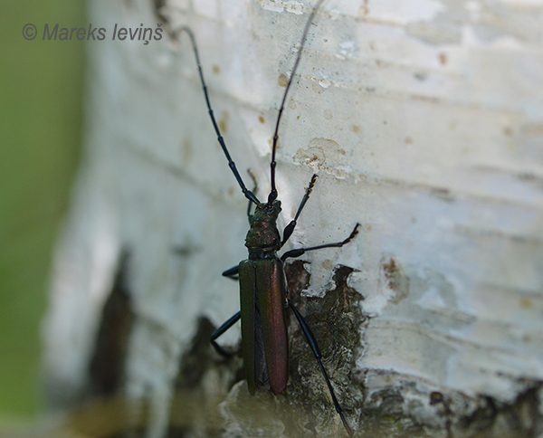 Zaļais vītolu koksngrauzis, Aromia moschata