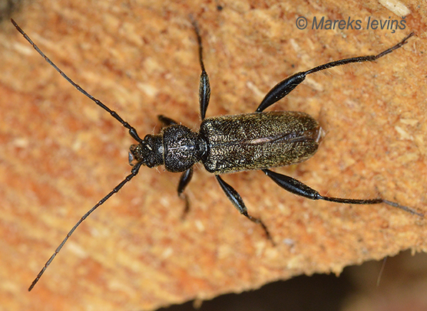 Pelēkais ēku koksngrauzis, Callidium coriaceum