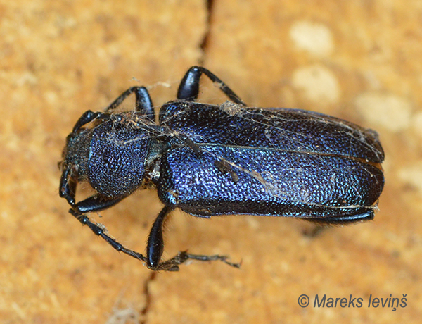 Zilais ēku koksngrauzis, Callidium violaceum
