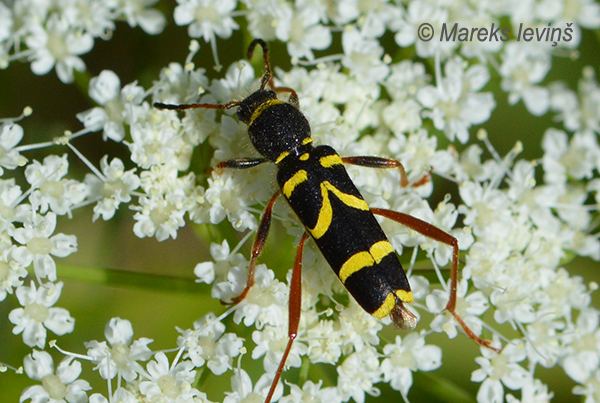 Koksngrauzis Clytus arietis