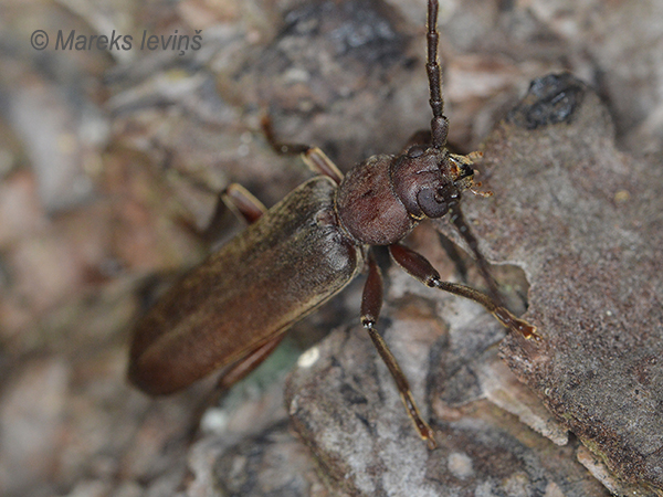 Rūsganais priežu koksngrauzis, Criocephalus rusticus