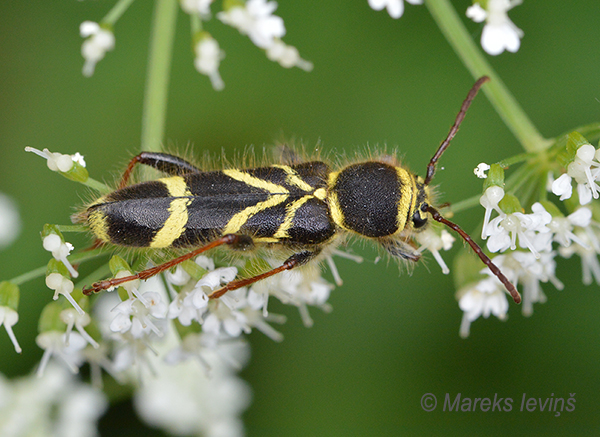 Koksngrauzis Cyrtoclytus capra