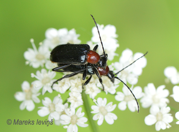 Koksngrauzis Dinoptera collaris