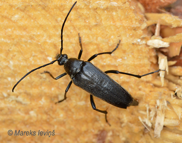 Koksngrauzis Etorofus pubescens