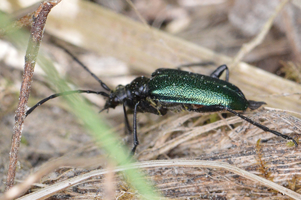 Koksngrauzis Gaurotes virginea
