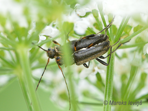 Koksngrauzis Grammoptera ruficornis