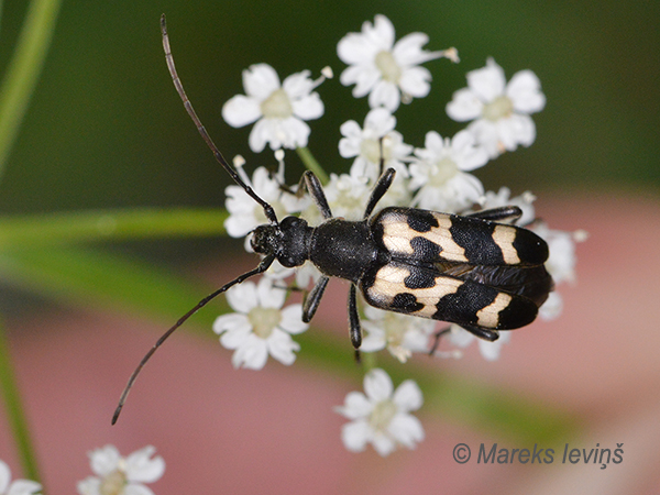 Koksngrauzis Judolia sexmaculata