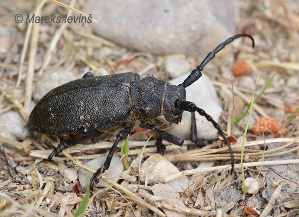 Vītolu koksngrauzis, Lamia textor