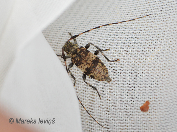 Koksngrauzis Leiopus linnei