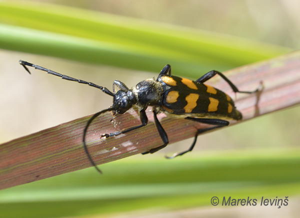 Četrjoslu koksngrauzis, Leptura quadrifasciata