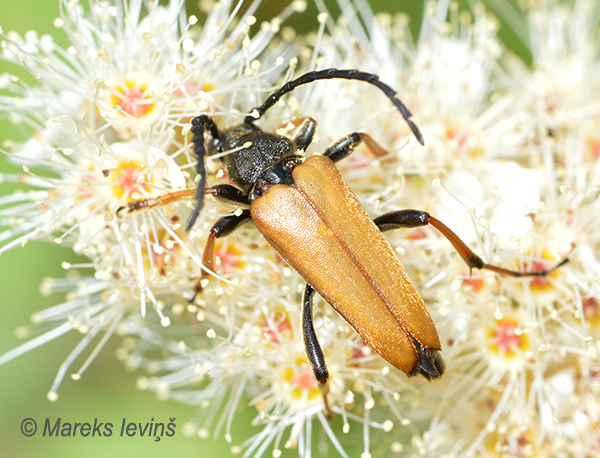 Skujkoku sarkanais koksngrauzis, Leptura rubra