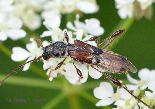 Mazais lapseņveida koksngrauzis, Molorchus minor