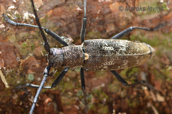 Lielais priežu koksngrauzis, Monochamus galloprovincialis