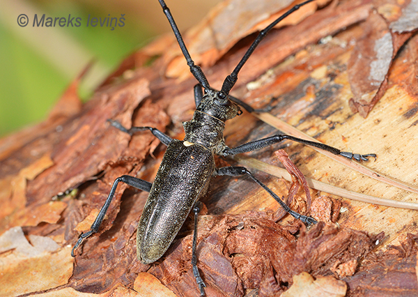 Skujkoku lielais koksngrauzis, Monochamus (urussovi) rosenmuelleri