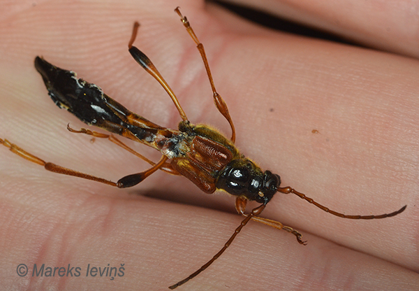Vītolu slaidkoksngrauzis, Necydalis major
