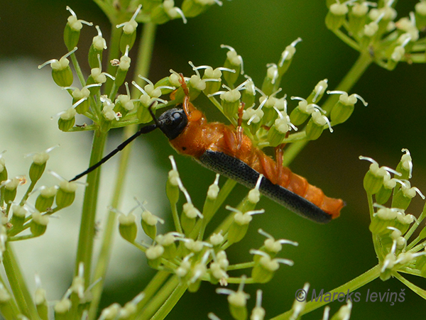 Vītolu rudkakla koksngrauzis, Oberea oculata