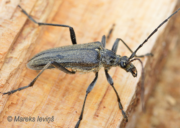 Koksngrauzis Oxymirus cursor