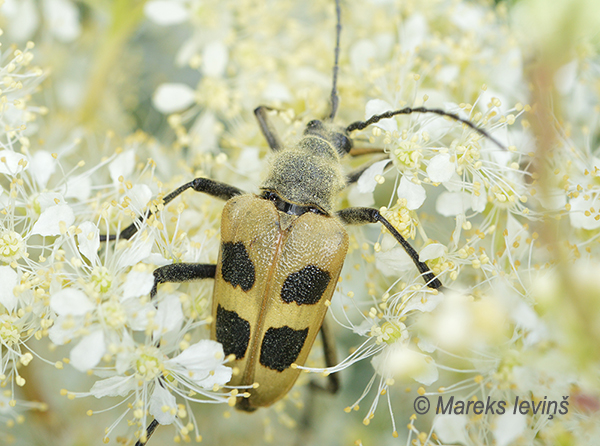 Koksngrauzis Pachyta quadrimaculata