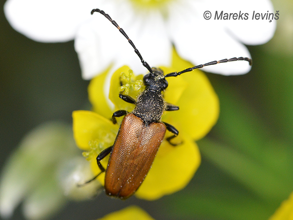 Koksngrauzis Paracorymbia maculicornis