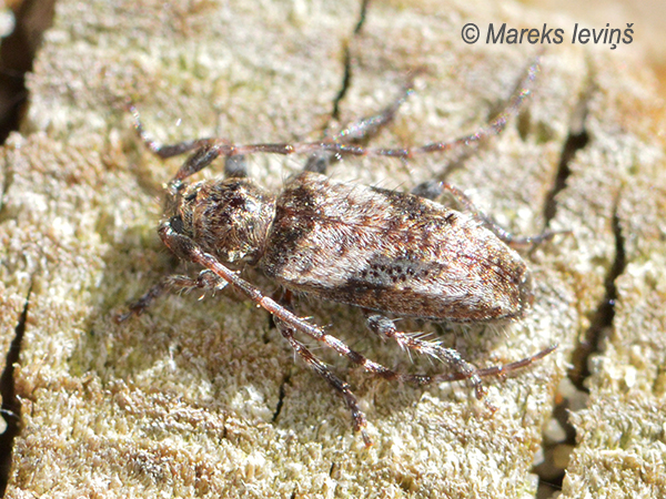 Koksngrauzis Pogonocherus decoratus