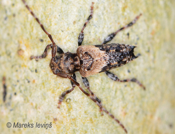 Koksngrauzis Pogonocherus hispidus