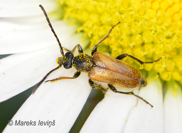 Koksngrauzis Pseudovadonia livida