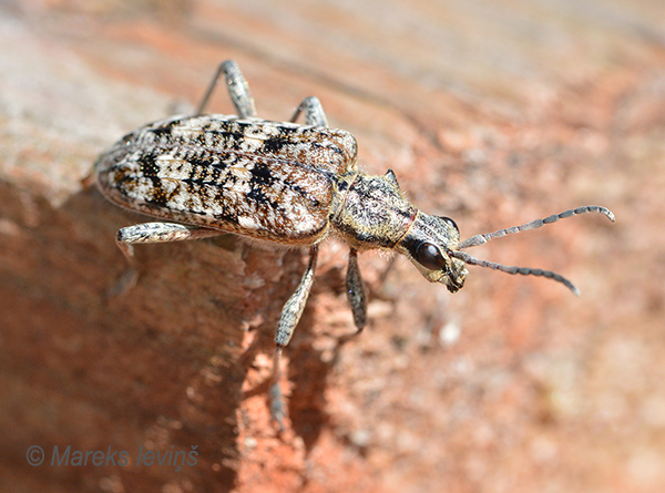 Skujkoku ligzdu koksngrauzis, Rhagium inquisitor