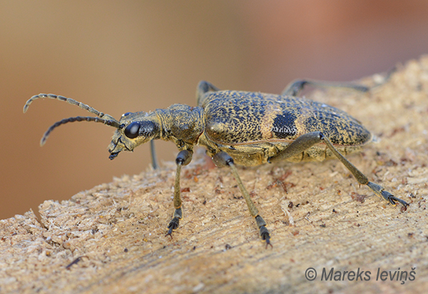 Lapkoku ligzdu koksngrauzis, Rhagium mordax