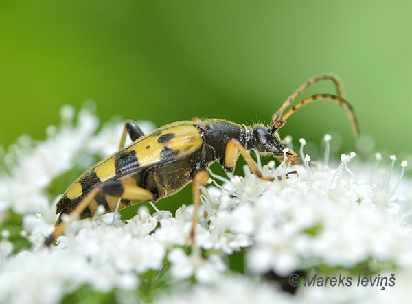 Koksngrauzis Rutpela maculata