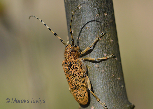 Lielais apšu koksngrauzis, Saperda carcharias