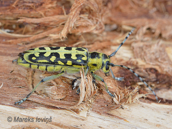 Dzeltenrakstainais lapkoku koksngrauzis, Saperda scalaris