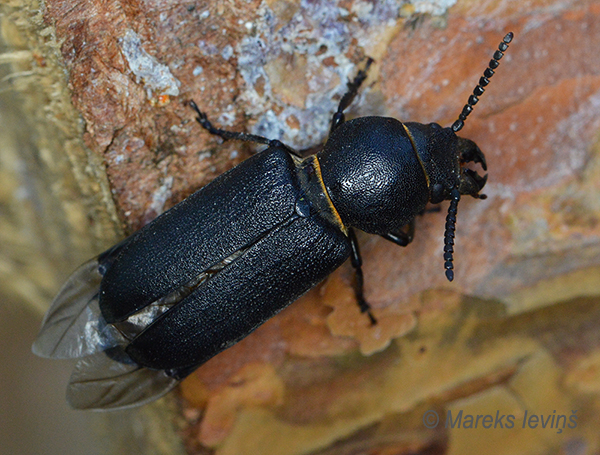 Melnais priežu celmu koksngrauzis, Spondylis buprestoides