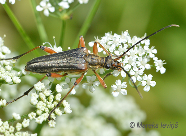 Rūsganbrūnais koksngrauzis, Stenocorus meridianus