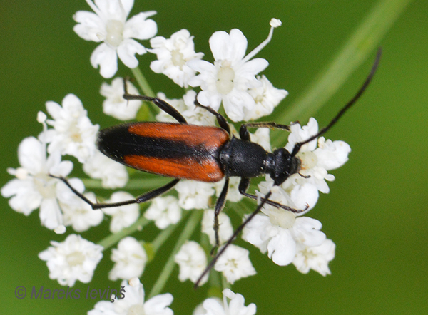 Koksngrauzis Stenurella melanura