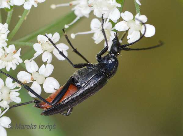 Koksngrauzis Stenurella nigra