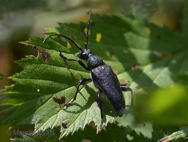Koksngrauzis Stictoleptura scutellata
