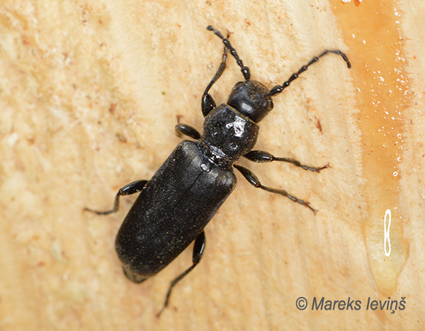 Egļu mazais spīdīgais koksngrauzis, Tetropium castaneum