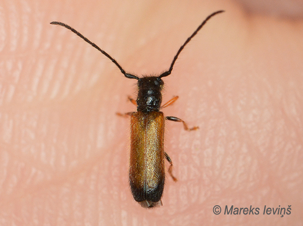 Augļkoku zaru koksngrauzis, Tetrops praeustus