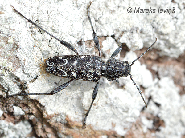 Tumšais apšu koksngrauzis, Xylotrechus rusticus